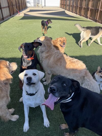 Parkland Pet Resort - Hollister, CA