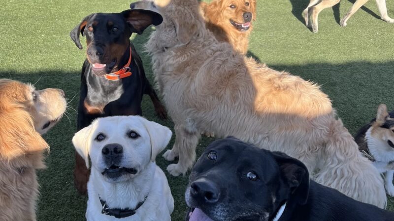 Parkland Pet Resort - Hollister, CA