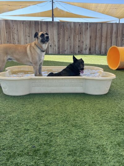 Parkland Pet Resort - Hollister, CA