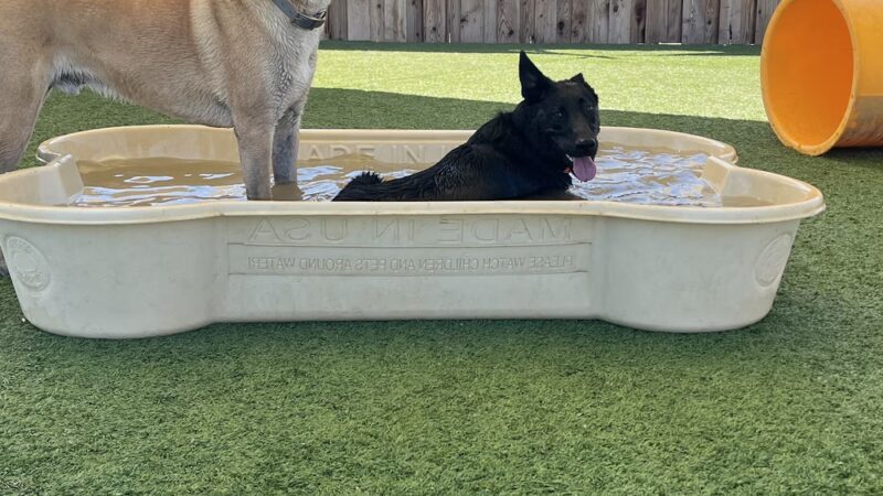 Parkland Pet Resort - Hollister, CA