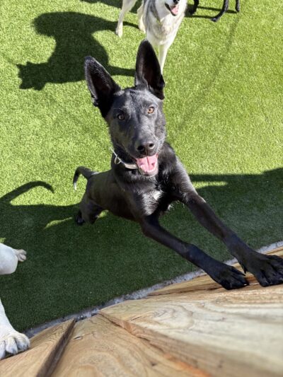 Parkland Pet Resort - Hollister, CA