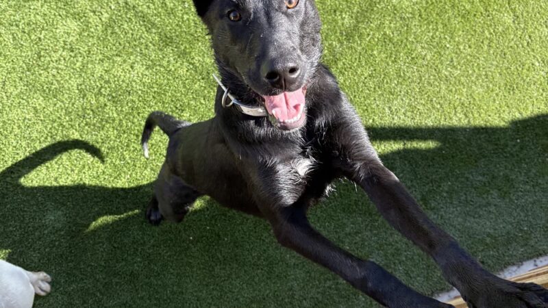 Parkland Pet Resort - Hollister, CA