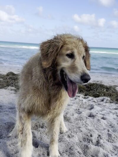 Dania Dog Beach - Hollywood, FL