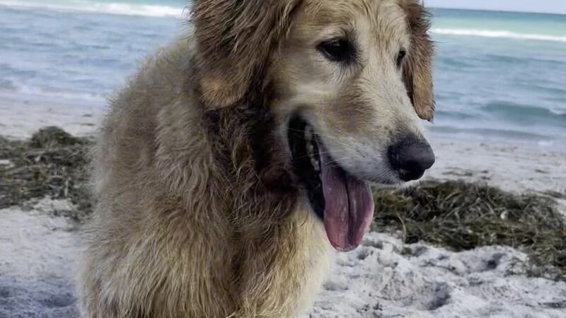 Dania Dog Beach - Hollywood, FL