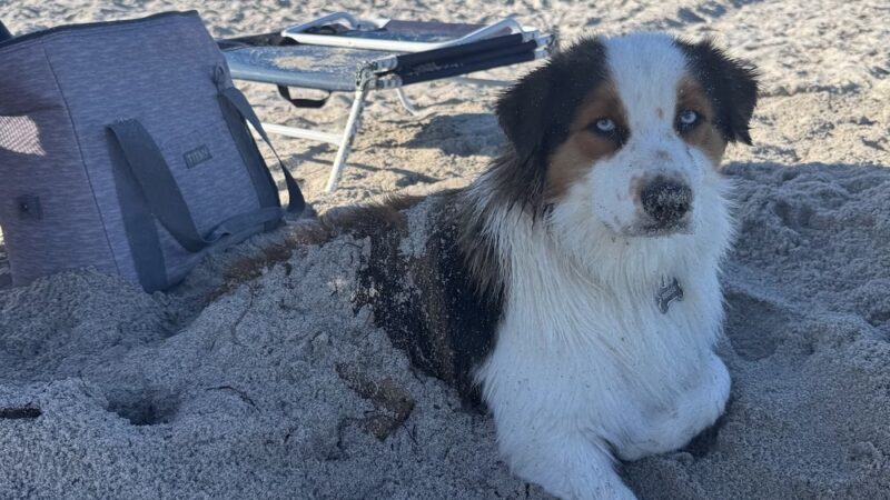 Dania Dog Beach - Hollywood, FL