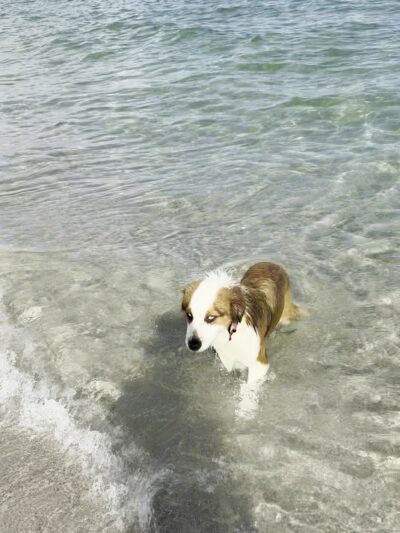 Dania Dog Beach - Hollywood, FL