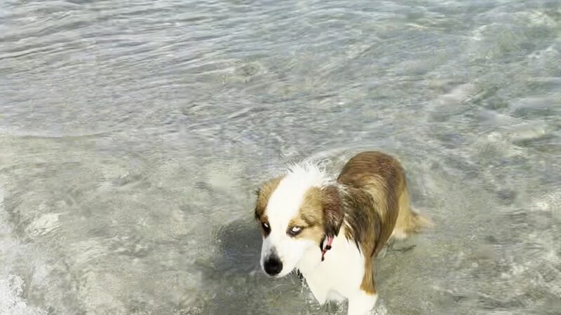 Dania Dog Beach - Hollywood, FL