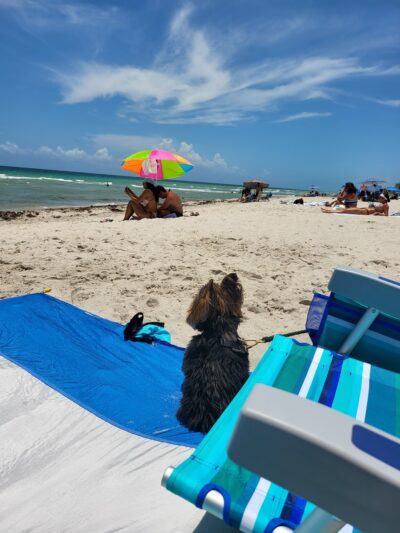 Hollywood Dog Beach - Hollywood, FL
