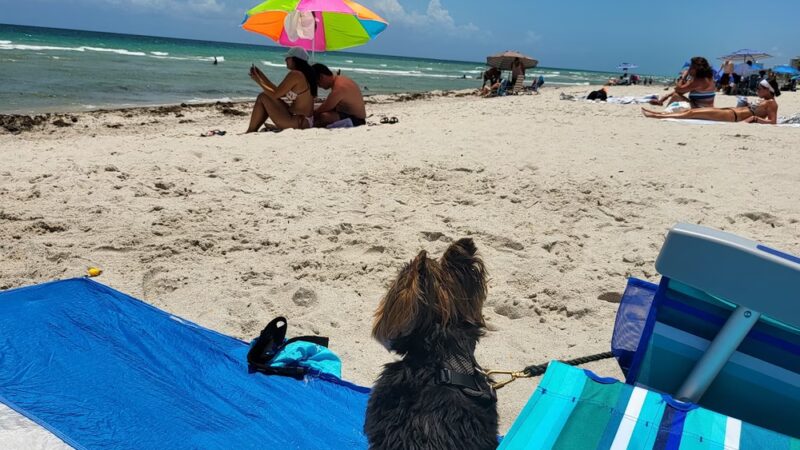 Hollywood Dog Beach - Hollywood, FL