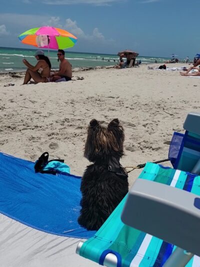 Hollywood Dog Beach - Hollywood, FL