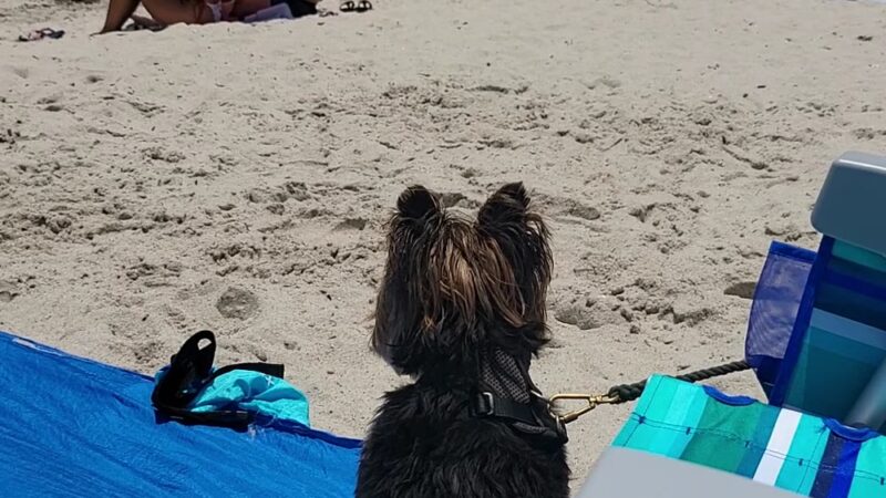 Hollywood Dog Beach - Hollywood, FL