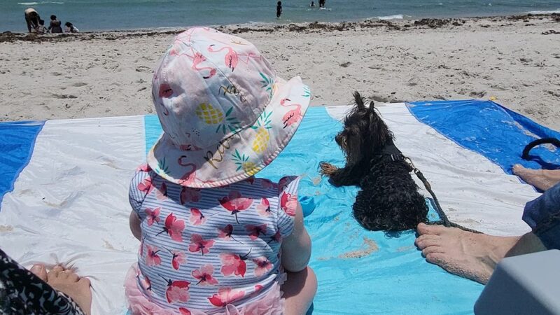 Hollywood Dog Beach - Hollywood, FL