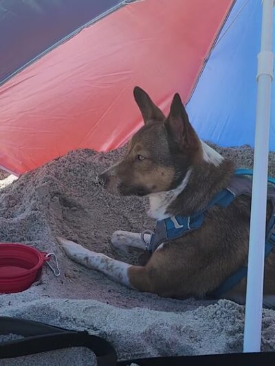 Hollywood Dog Beach - Hollywood, FL