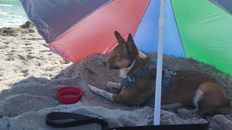 Hollywood Dog Beach - Hollywood, FL