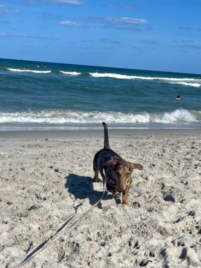Hollywood Dog Beach - Hollywood, FL