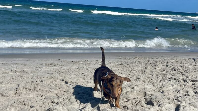 Hollywood Dog Beach - Hollywood, FL