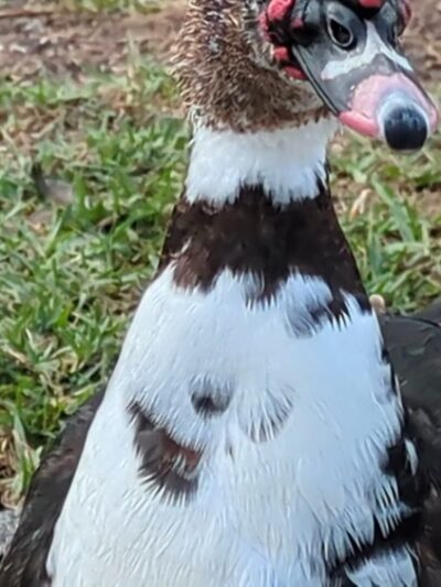 Joe DiMaggio Park - Hollywood, FL