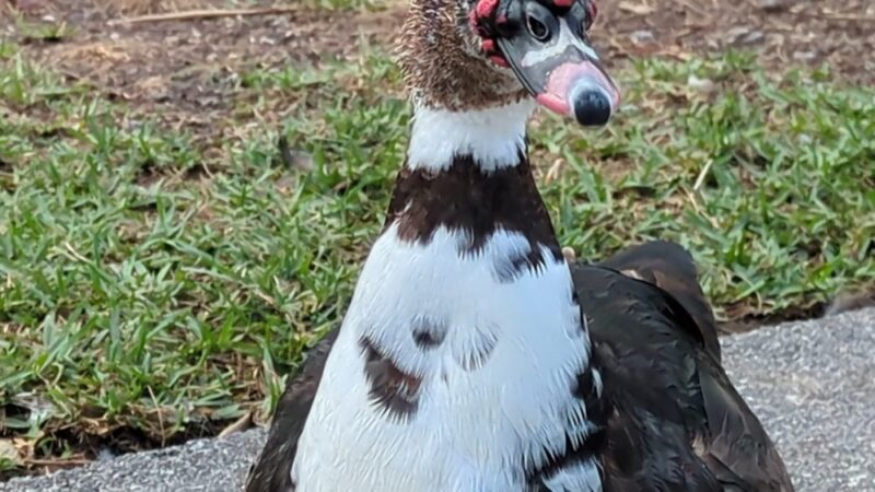 Joe DiMaggio Park - Hollywood, FL