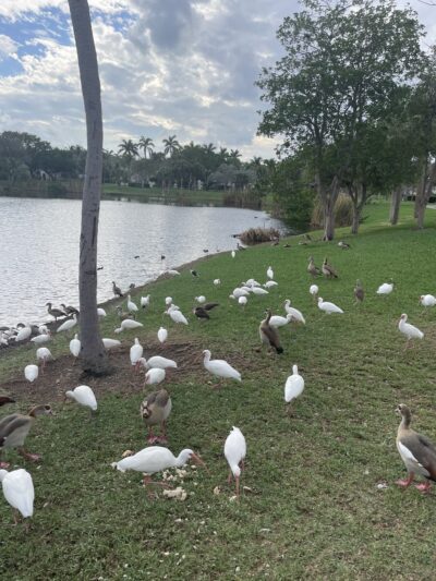 Joe DiMaggio Park - Hollywood, FL