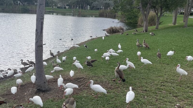 Joe DiMaggio Park - Hollywood, FL