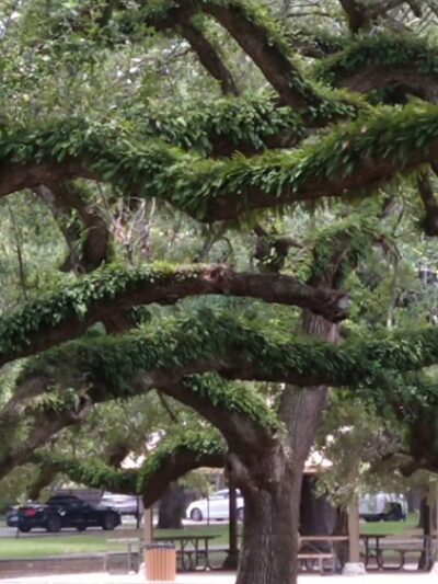 TY Park - Hollywood, FL