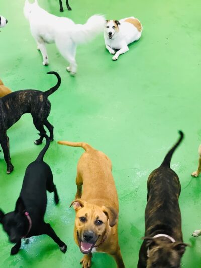 House of Dog Retreat & Spa, LLC - Holmes, PA