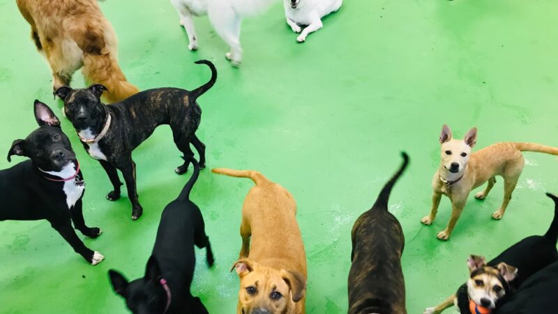 House of Dog Retreat & Spa, LLC - Holmes, PA