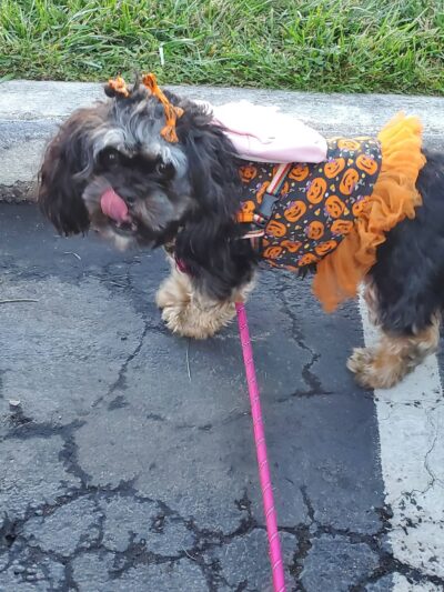 House of Dog Retreat & Spa, LLC - Holmes, PA