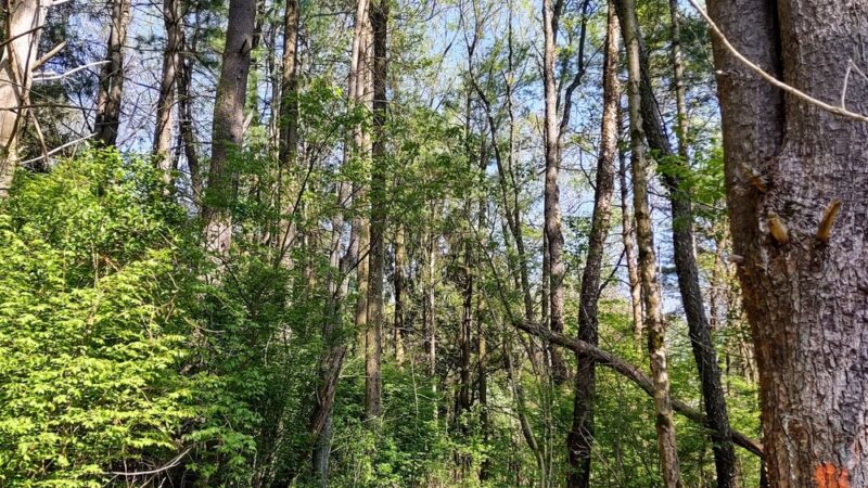Kellys Run Nature Preserve - Holtwood, PA