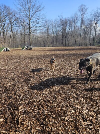 Community Field - Holyoke, MA