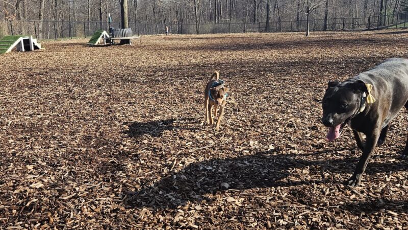 Community Field - Holyoke, MA