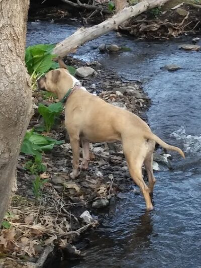 Community Field - Holyoke, MA