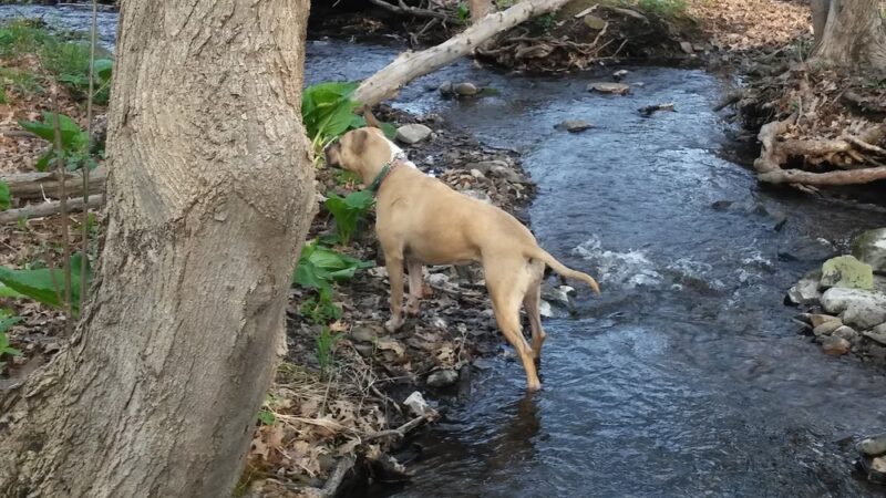 Community Field - Holyoke, MA