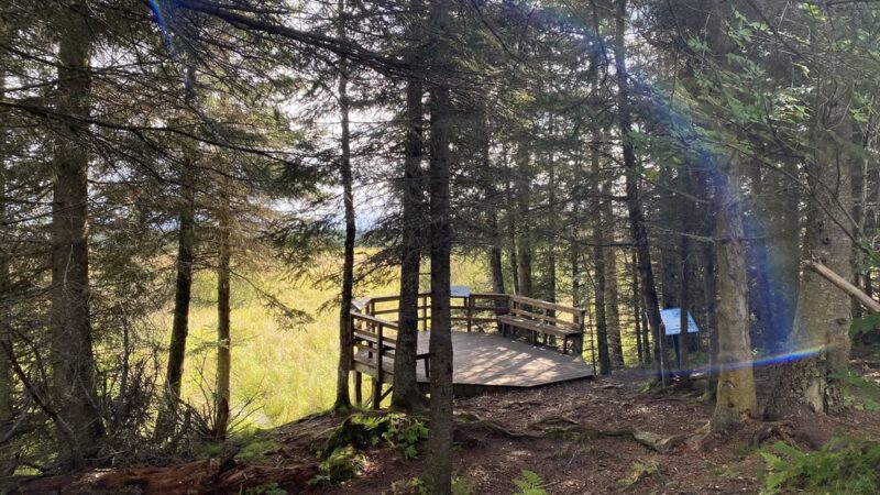 Calvin & Coyle Nature Trail - Homer, AK