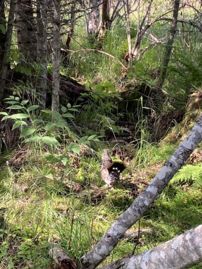 Calvin & Coyle Nature Trail - Homer, AK