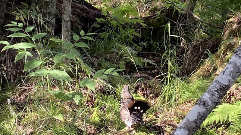 Calvin & Coyle Nature Trail - Homer, AK