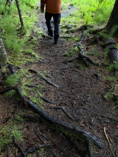 Calvin & Coyle Nature Trail - Homer, AK