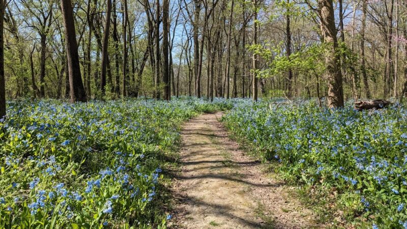 Hidden Acres - Homer, IL
