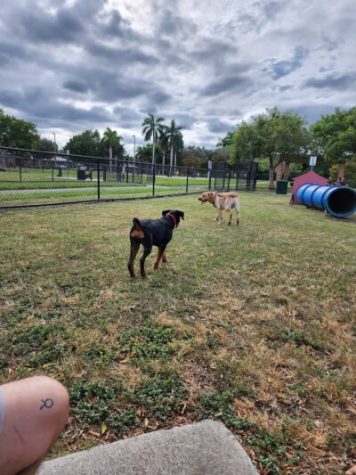 Big Dogs Park - Homestead, FL