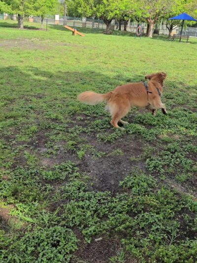 Big Dogs Park - Homestead, FL