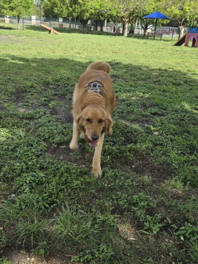 Big Dogs Park - Homestead, FL