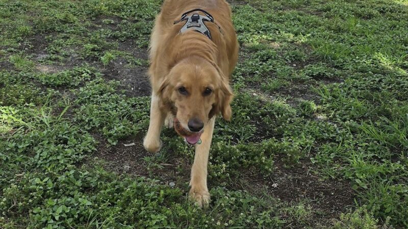 Big Dogs Park - Homestead, FL