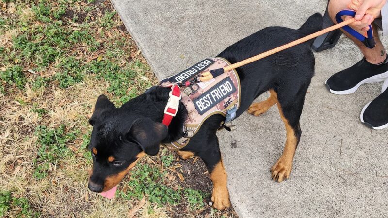 Big Dogs Park - Homestead, FL