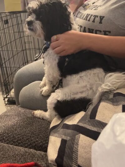 Happy paws petcare by Isa - Homestead, FL