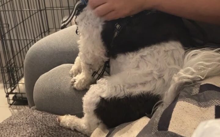 Happy paws petcare by Isa - Homestead, FL