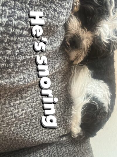 Happy paws petcare by Isa - Homestead, FL
