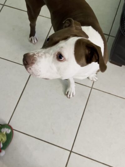 Happy paws petcare by Isa - Homestead, FL
