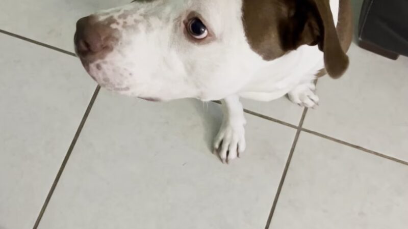 Happy paws petcare by Isa - Homestead, FL