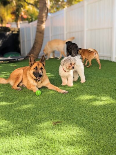 Milo's Daycare & Boarding - Homestead, FL