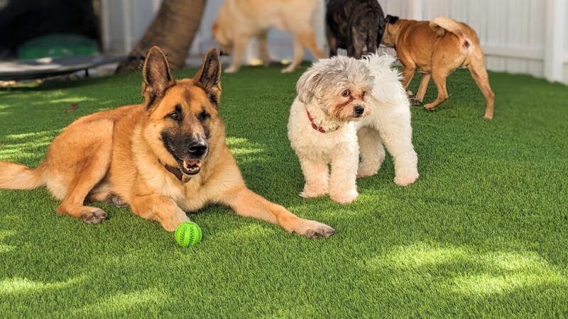 Milo's Daycare & Boarding - Homestead, FL